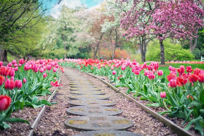 Rode tulpen langs een tuinpad