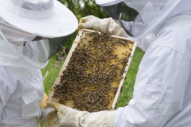 Twee imkers, in gesloten wit pak, houden een honingraat vast met honderden bijen erop