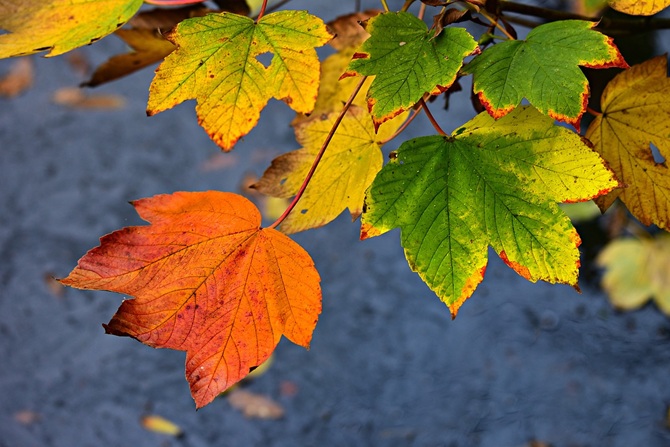 Rode en gele herfstbladeren