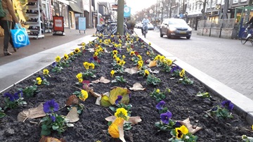 een bak met violen aan de Slotlaan in Zeist