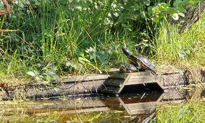 Beeld van twee parende schildpadden in de vijver bij Huis Pavia, Zeist