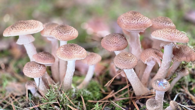 Vliegenzwammen in het bos bij Zeist