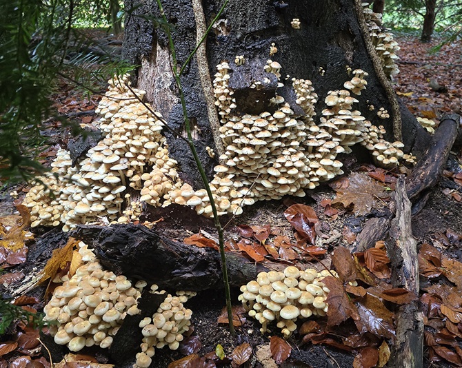 Zwavelkopjes, kleine paddenstoelen in het Zeisterbos bij Zeist