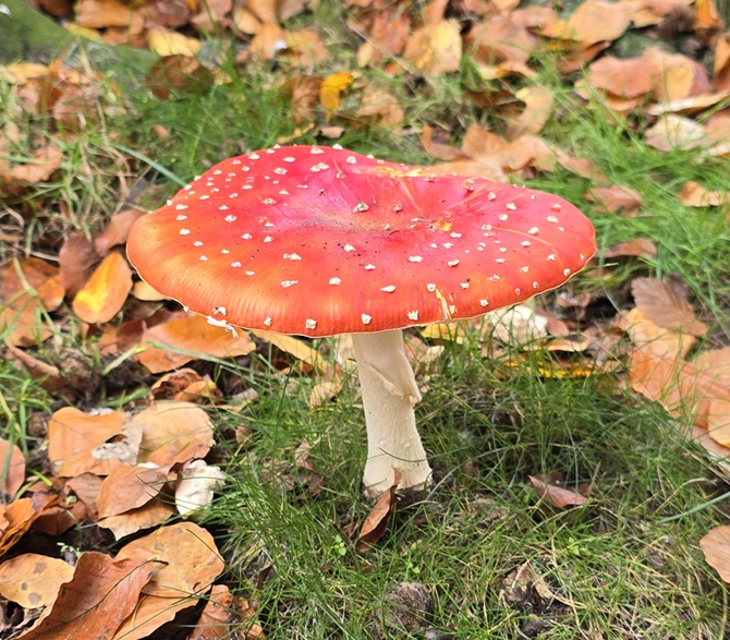 Grote rode paddelstoel met kleine witte stipjes erop