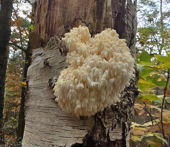 Kammetjesstekelzwam tegen een boom in het Zeisterbos bij Zeist