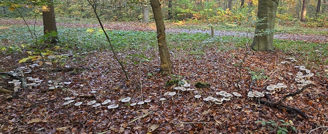 Heksenkring van paddenstoelen in het bos tussen Zeist en Austerlitz