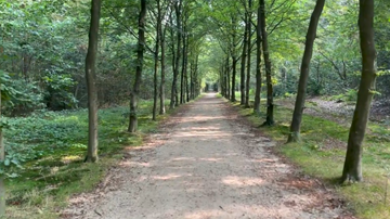 Het Laantje zonder Eind in Zeist: een onverhard recht pad door het bos