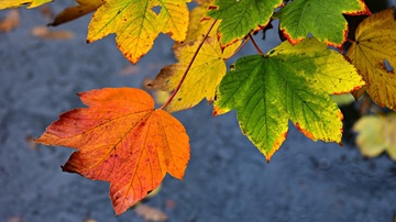 Herfstbladeren in rood en geel